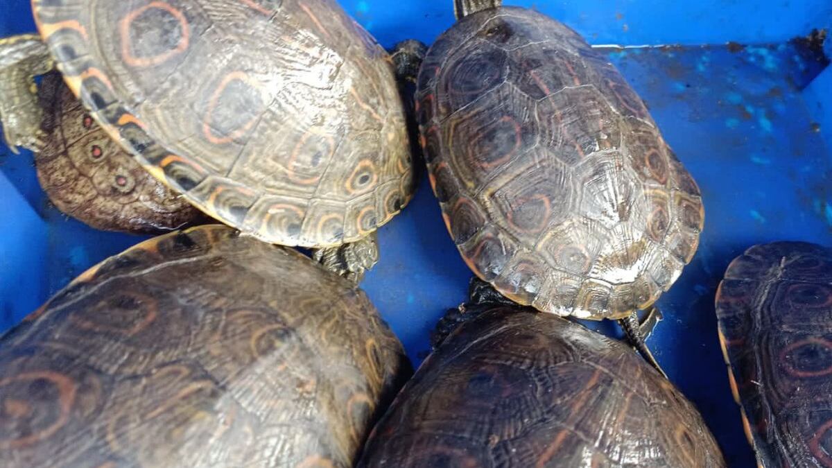 Venta ilegal de animales exóticos.