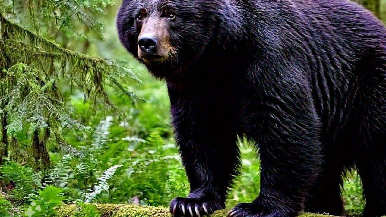 En los últimos meses ha habido más de 190 avistamientos en Monterrey y San Pedro.