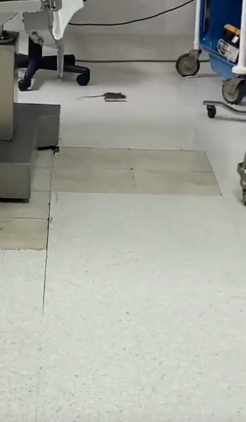 Captan un roedor en hospital del ISSSTE