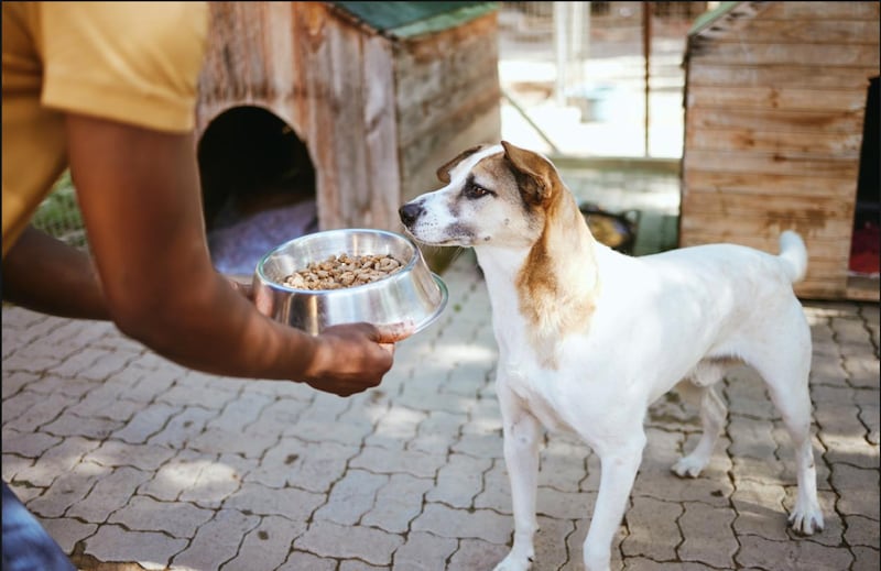 comida para perros