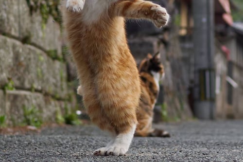 Un fotógrafo japonés se dedica a capturar gatos en posiciones ninja