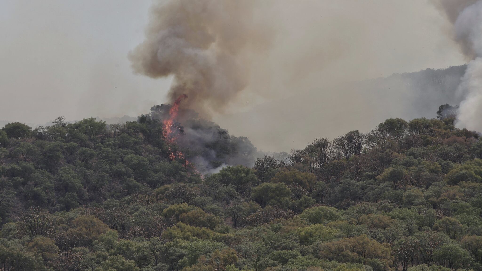Seis de los siete incendios forestales fueron controlados durante la madrugada, uno más la tarde de este miércoles.