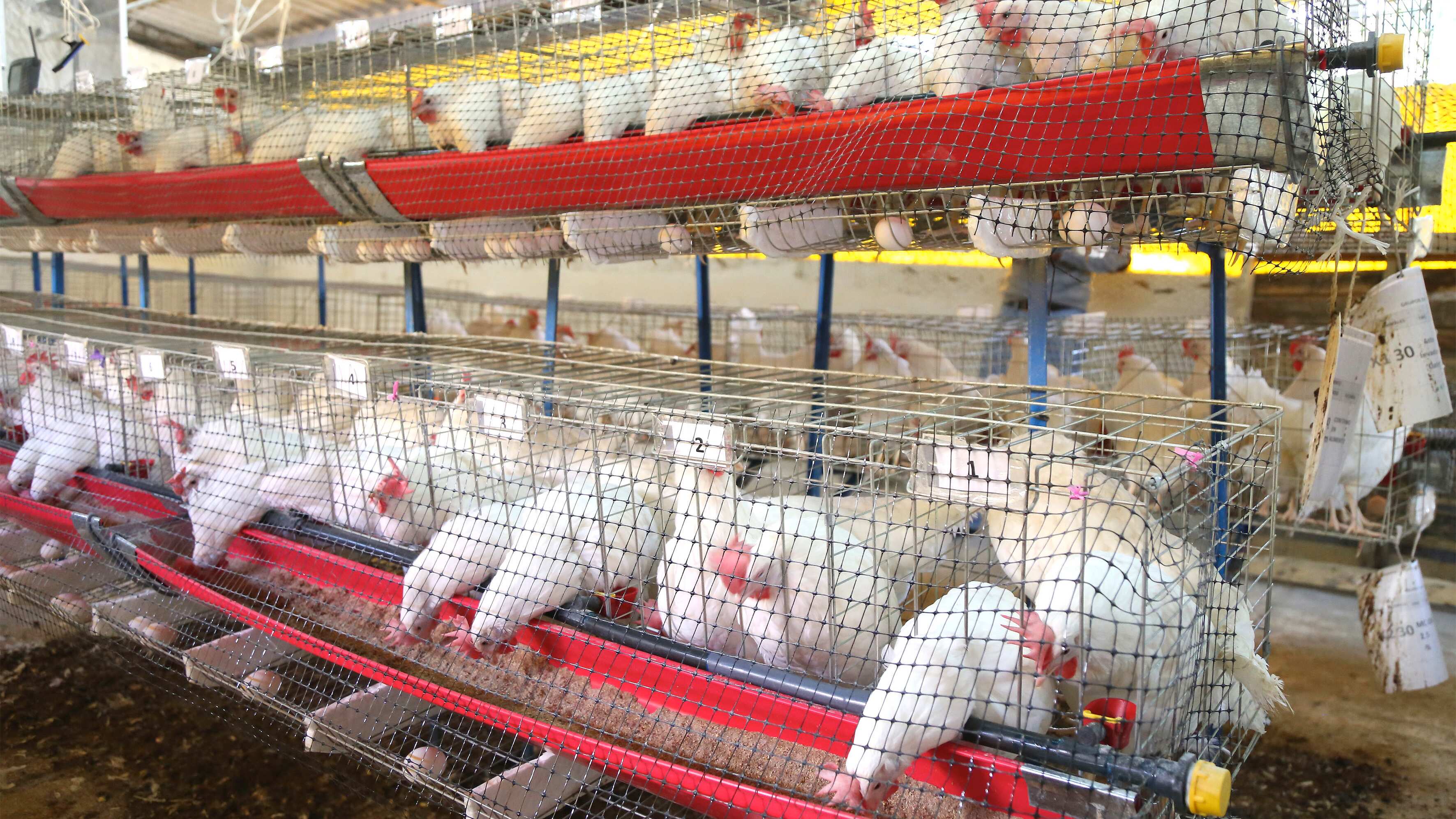 En España ya se han reportado casos de contagio de aves a personas.