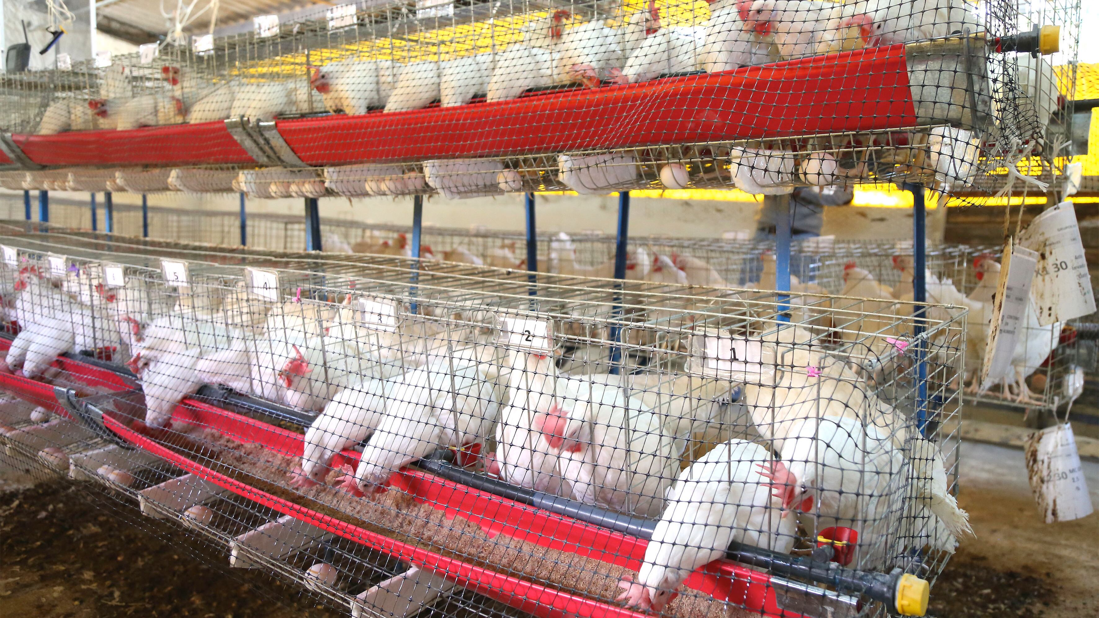 En España ya se han reportado casos de contagio de aves a personas.