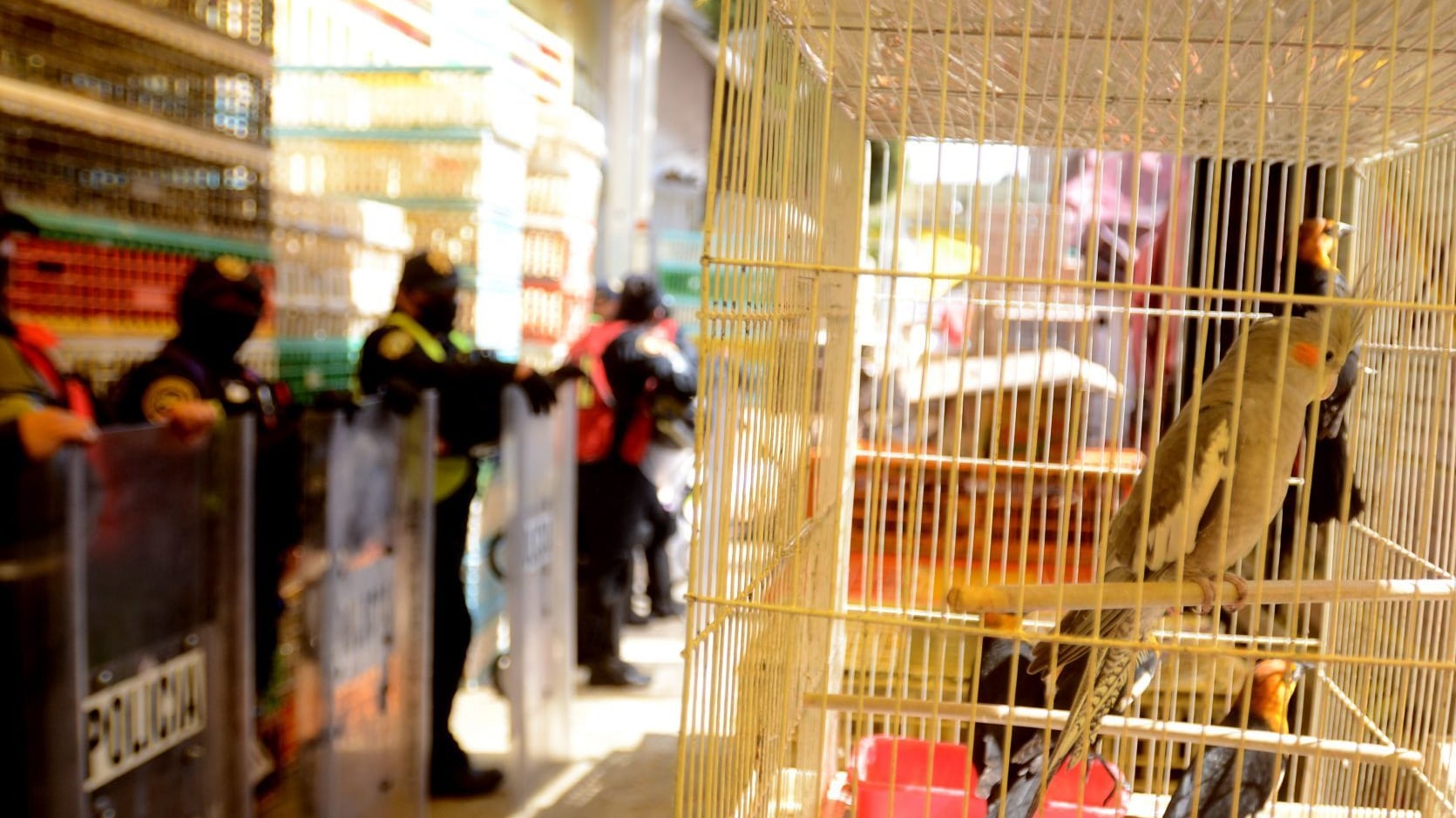 Delitos ambientales en México, concentrados solo en 8 estados