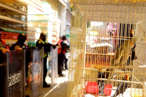 Alertan por reconfiguración de la venta ilegal de animales en inmediaciones del Mercado de Sonora