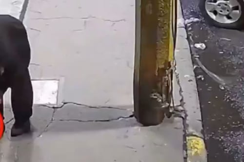 Hombre roba croquetas de perritos en situación de calle
