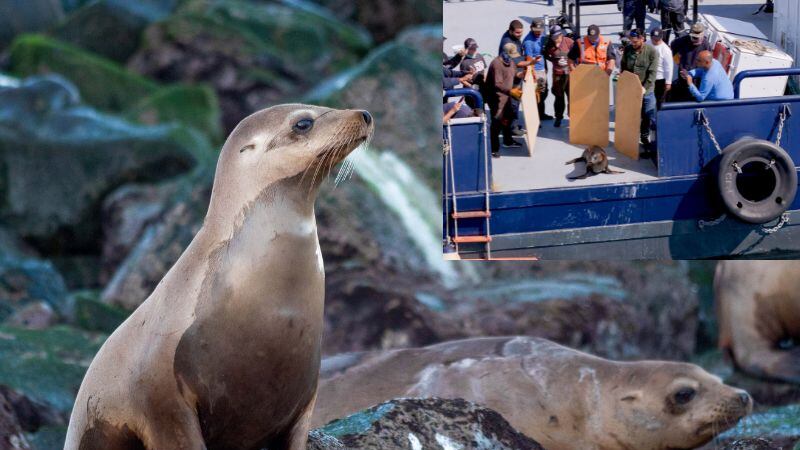 Rescate de tres lobos marinos atrapados en redes de pesca