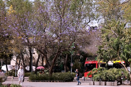 Comienzan a florecer las jacarandas de la Ciudad de México