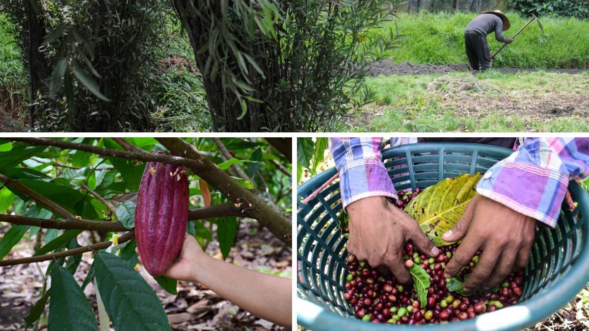 Producción de alimentos
