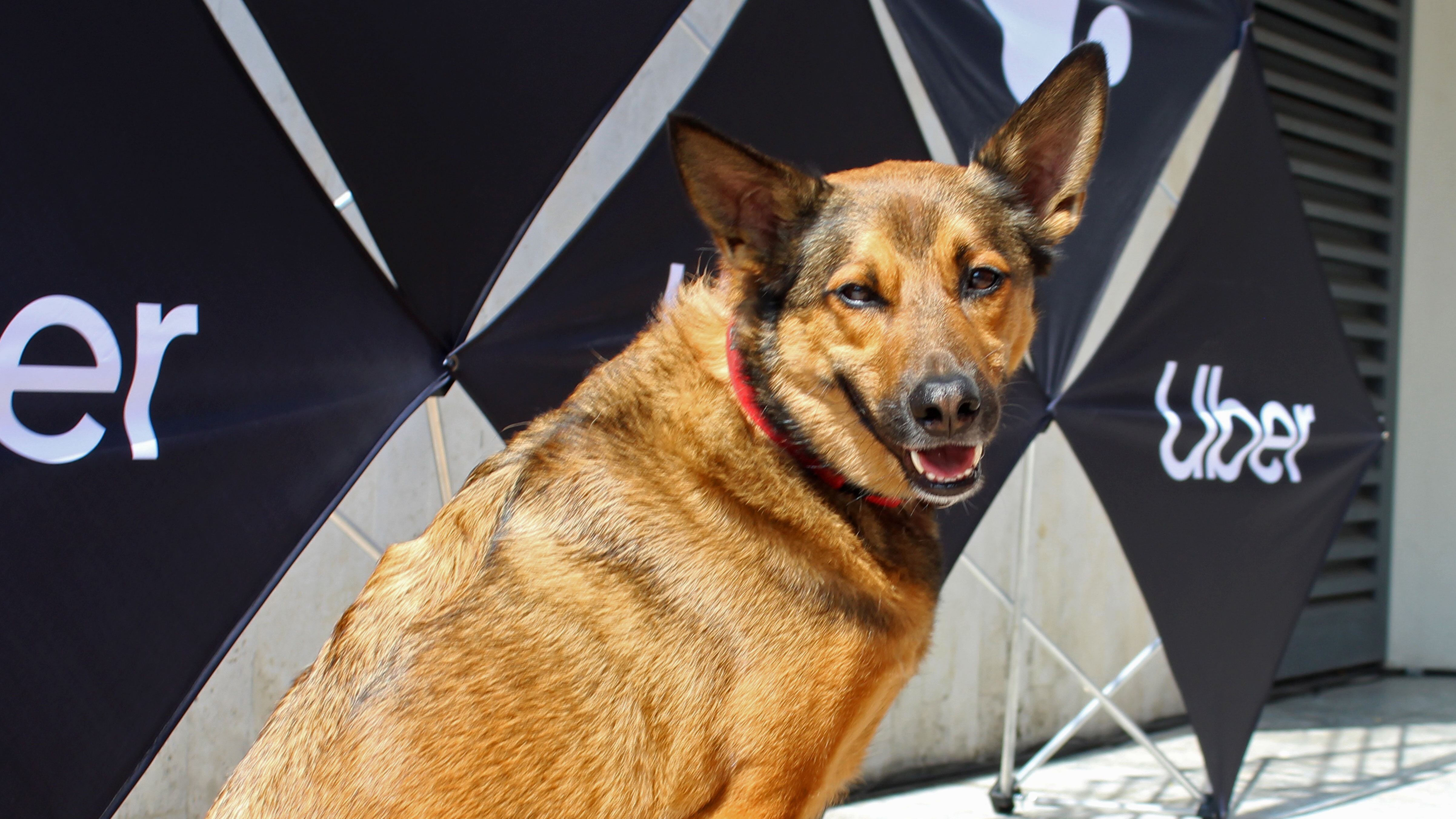 Uber Pet presenta su nuevo servicio para mascotas