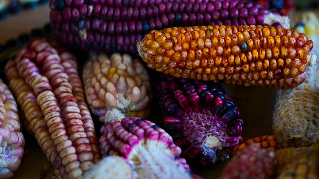 maíz-de-colores-auge-en-el-extranjero-agricultores-mexicanos