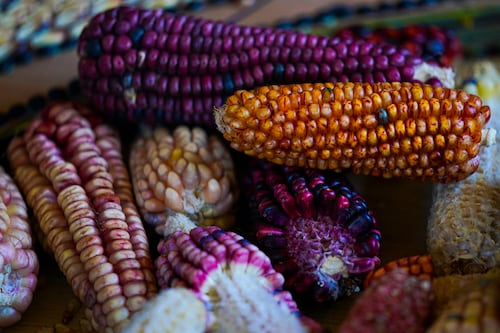 Chefs mexicanos impulsan la venta de maíces de colores y dan esperanza a los agricultores 
