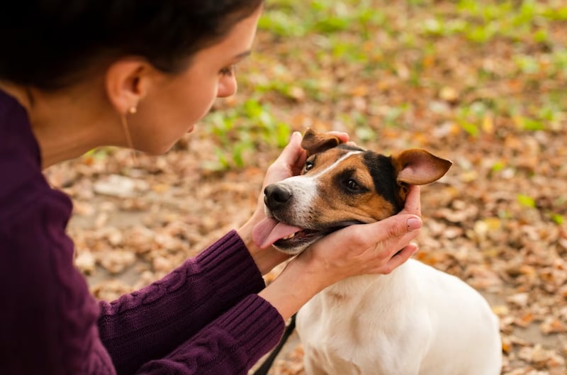 La conexión con las mascotas es única