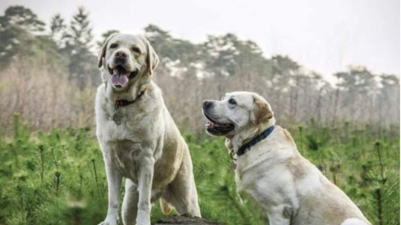 Iniciarán mesas de trabajo para Ley de Bienestar Animal en Querétaro