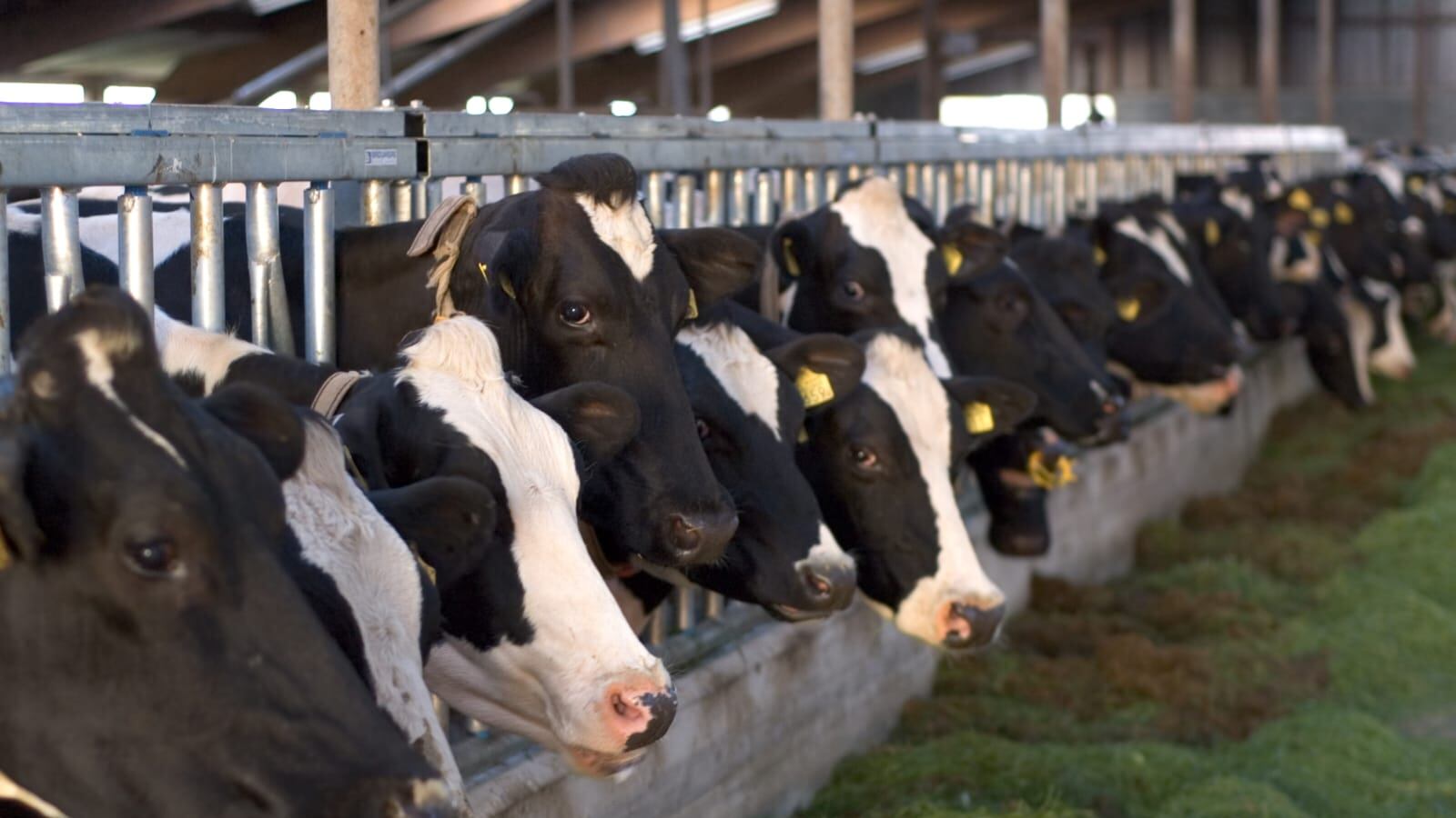 Desde hace siete años no se presenta en NL un caso de tuberculosos bovina.