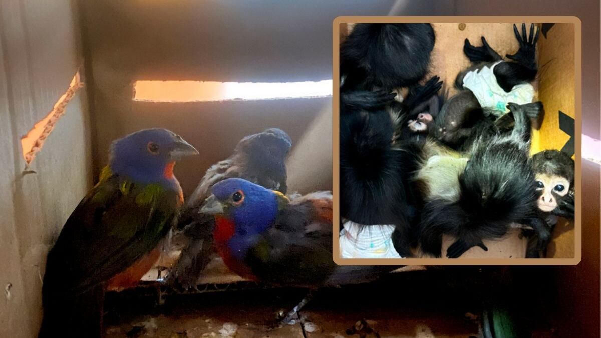 Contrabando de especies.