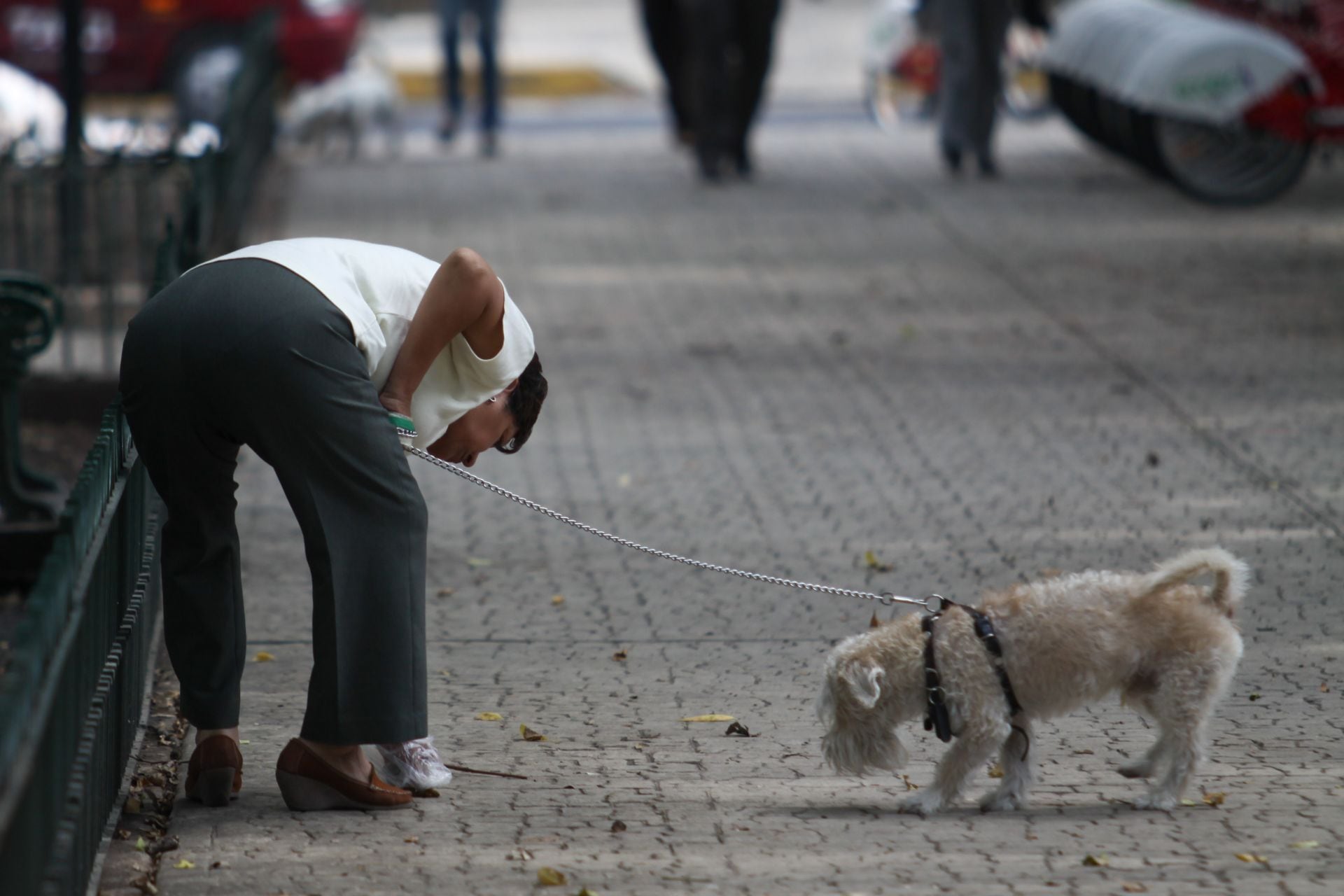 CDMX apuesta por convertir heces de mascotas en energía: proponen uso de biodigestores