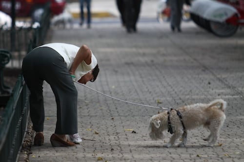 CDMX apuesta por convertir heces de mascotas en energía: proponen uso de biodigestores