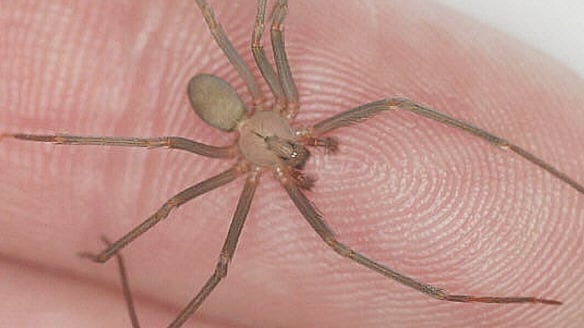 A pesar de su peligrosidad la araña violinista tiene un depredador natural, la araña tigre.