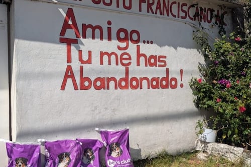 Rescatan a más de 100 perros y gatos en Cuajimalpa en condiciones críticas de salud