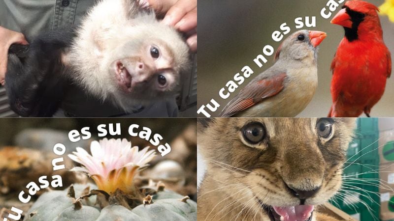 Campaña de la Profepa para evitar tráfico de animales silvestres
