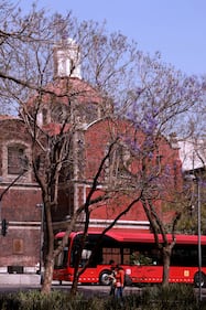 Comienzan a florecer las jacarandas de la Ciudad de México