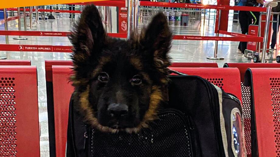 Cachorro donado por Turquía arribará a México el 2 de mayo 2023