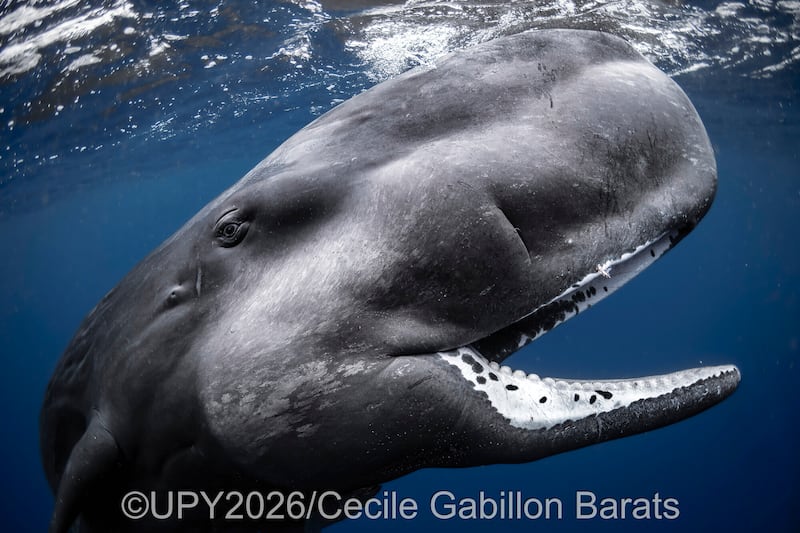 Las fotografías ganadoras del concurso “Fotógrafo submarino del año” nos muestran la belleza y lo impresionante de la vida submarina. Foto: UPY2026.