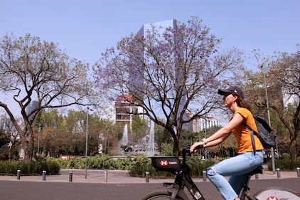 Comienzan a florecer las jacarandas de la Ciudad de México