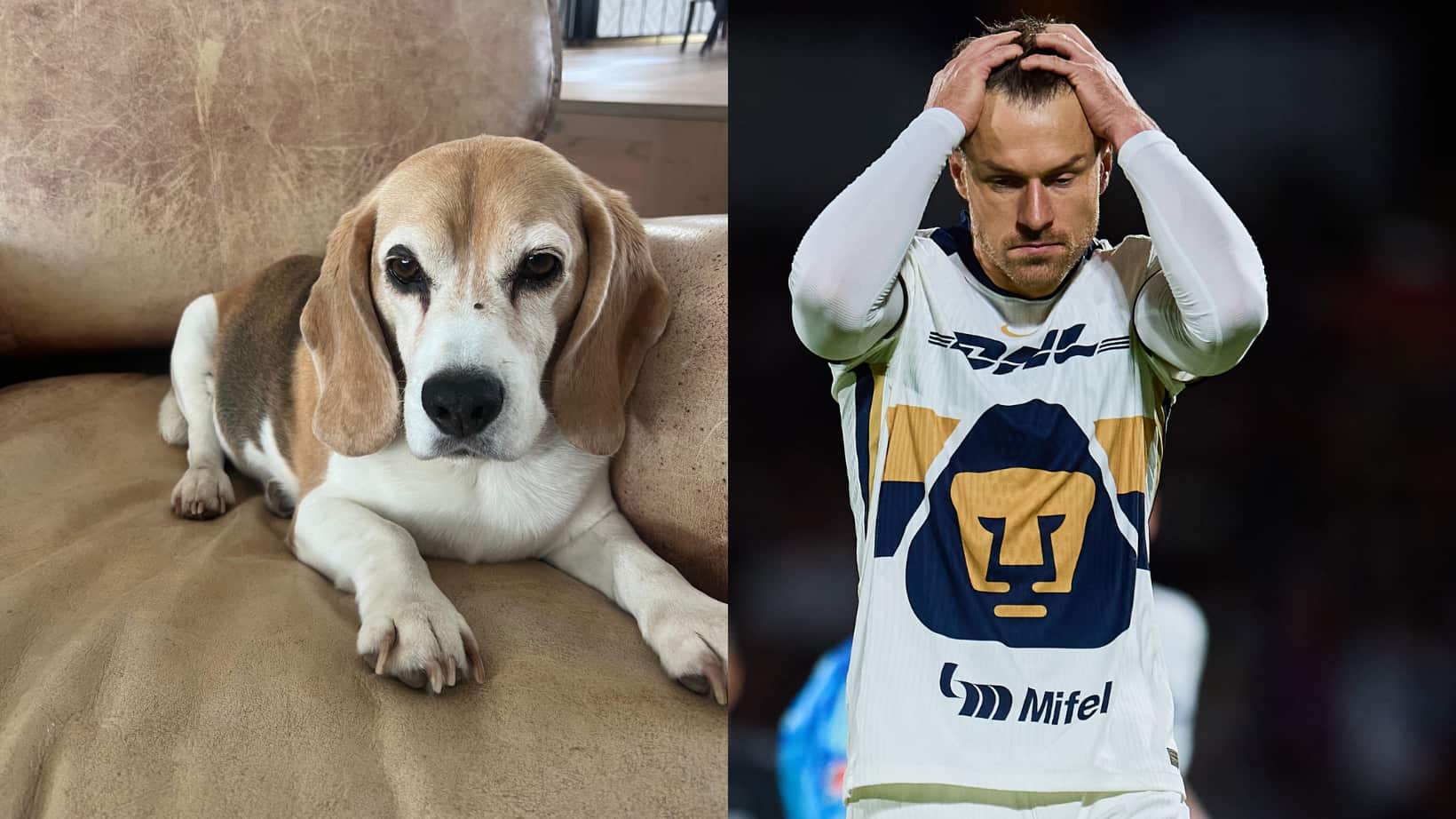 Aaron Ramsey está devastado por su perrita perdida.