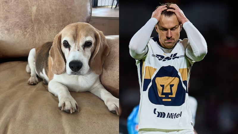 ¡Se va de México! Pumas habría roto contrato de Aaron Ramsey tras la desaparición de su perro