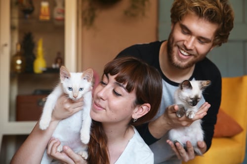 Guía práctica para cuidar a tu gato: consejos avalados por expertos