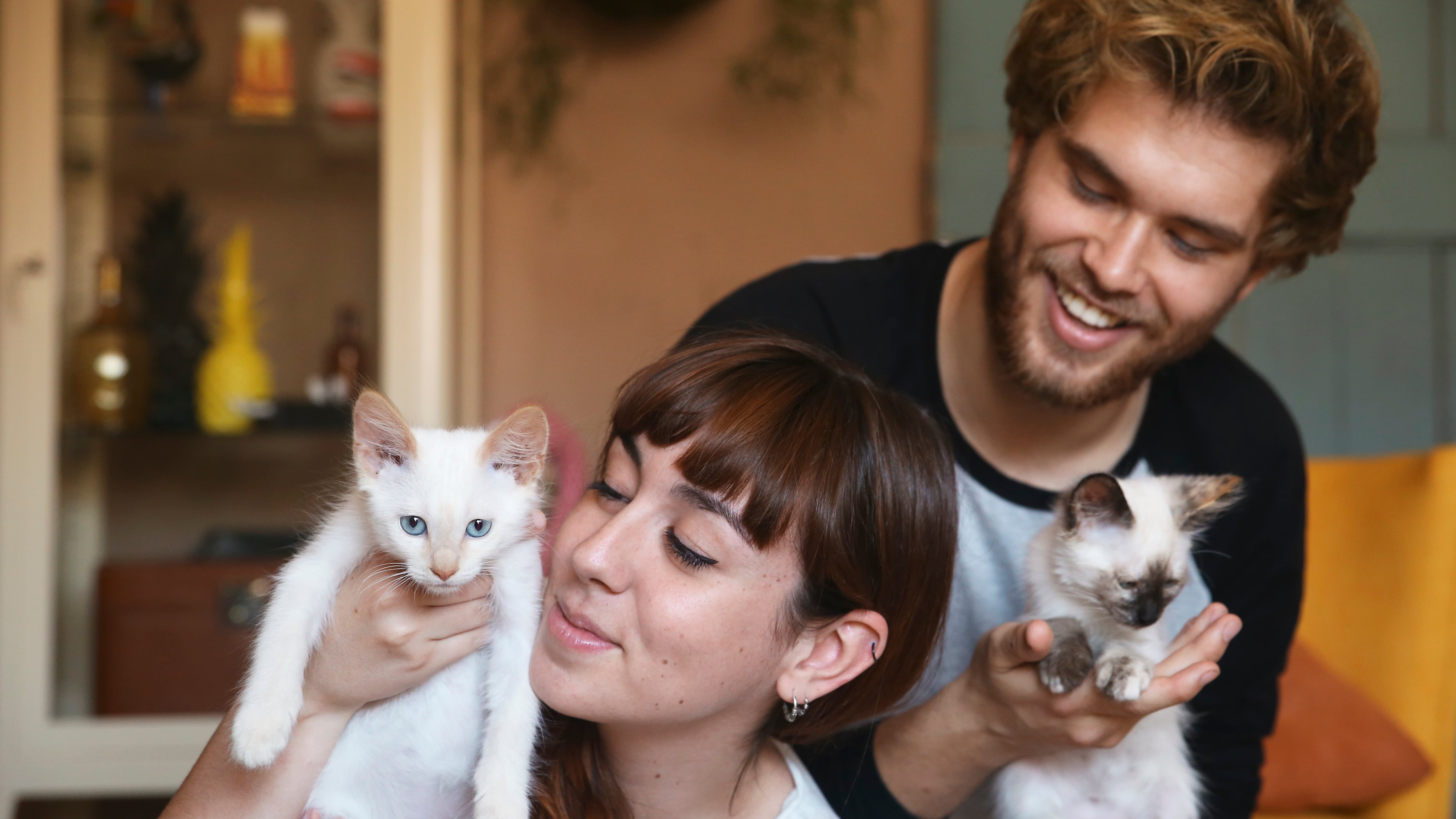 whiskas, alimento para gato