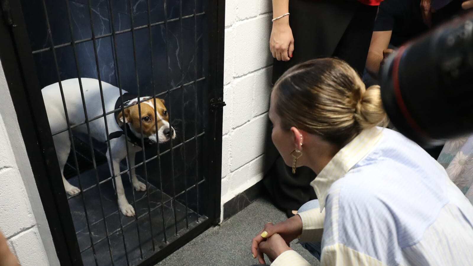 Rodríguez indicó que se debe trabajar haciendo conciencia con el daño que se le hace a los animales.
