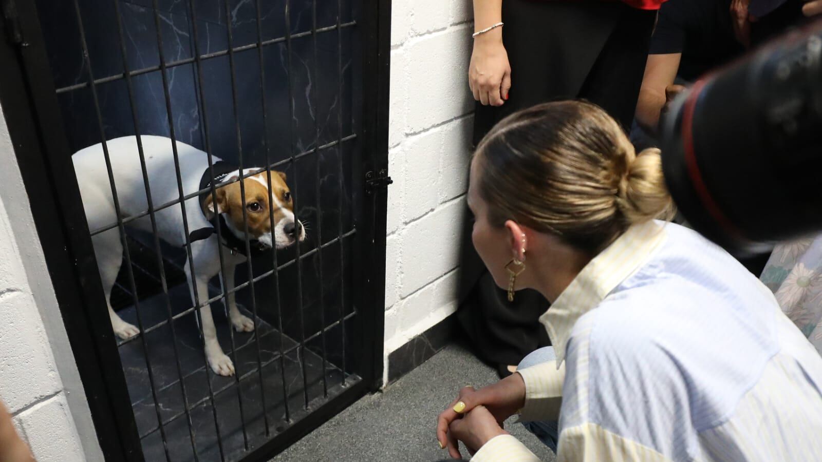 Rodríguez indicó que se debe trabajar haciendo conciencia con el daño que se le hace a los animales.