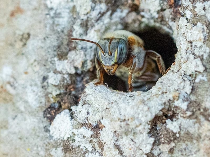 Conoce más acerca de una de las especies más valoradas por la cultura maya en el Festival de la Abeja Melipona que se celebra en Xel Ha