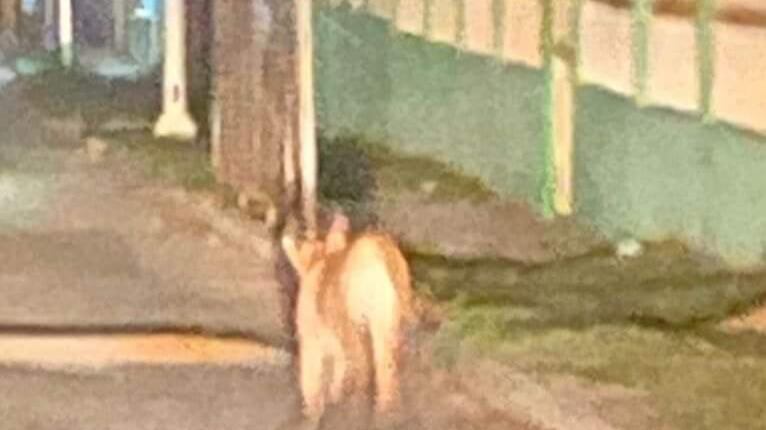 Aunque el difícil distinguir si en efecto se trata de un puma, sus características y el color del pelaje pertenecen a estos felinos.