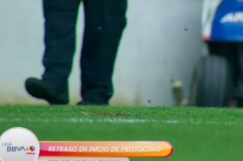 ¡Insólito! Juego de la Liga MX Femenil se retrasó por invasión de abejas