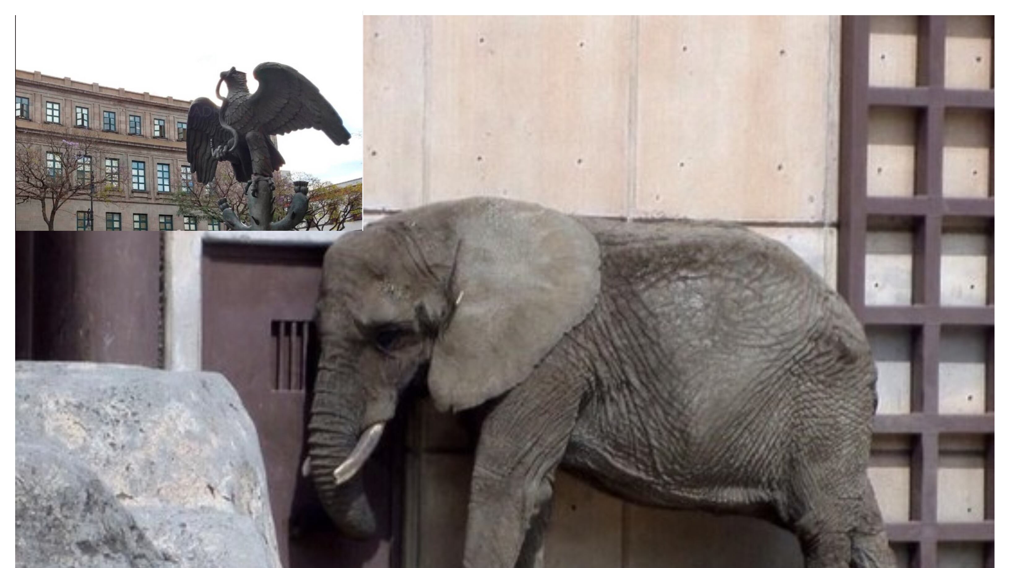 SCJN caso elefanta Ely