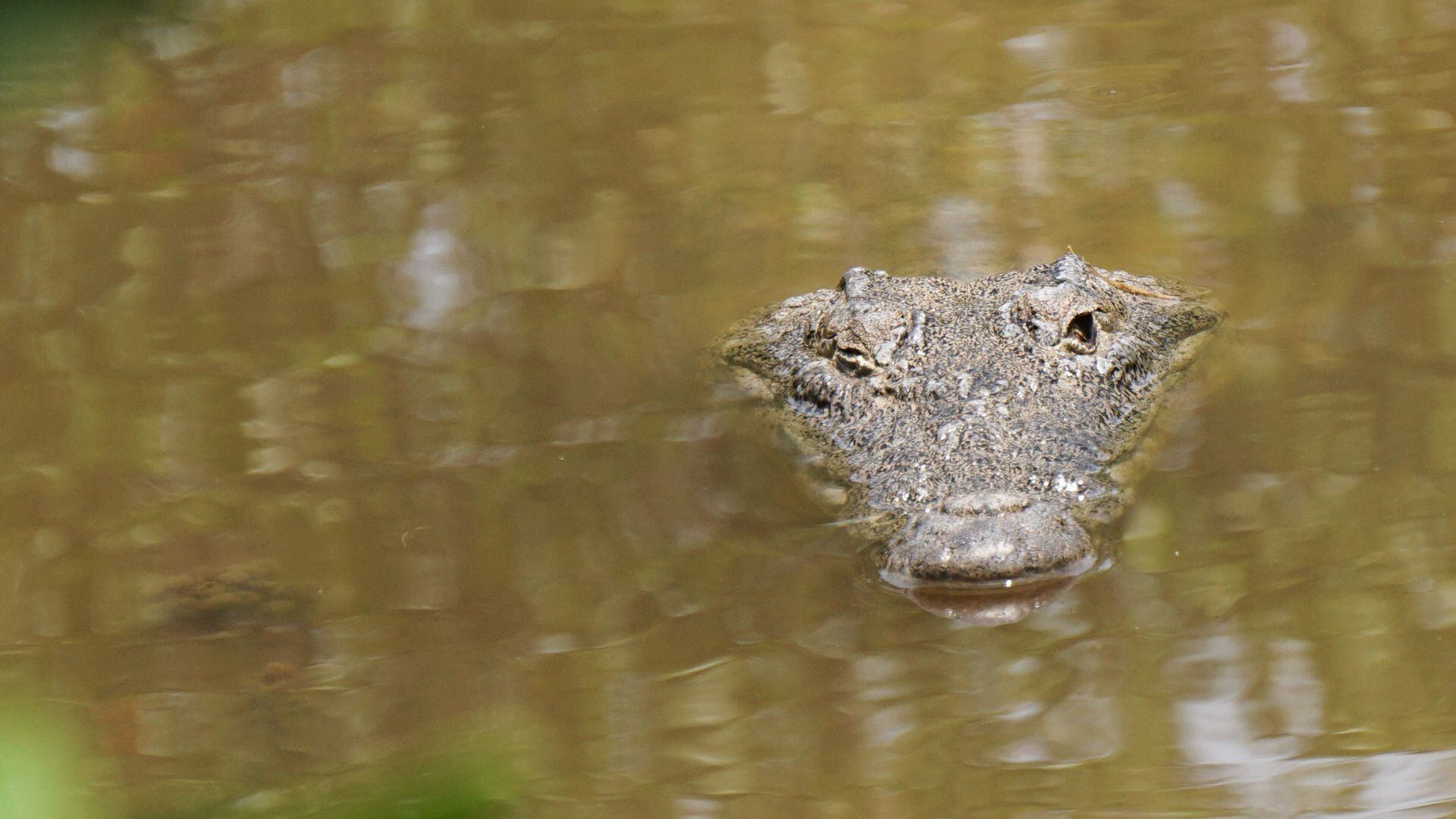 Cocodrilos nadan en playa de Miramar de Tamaulipas
