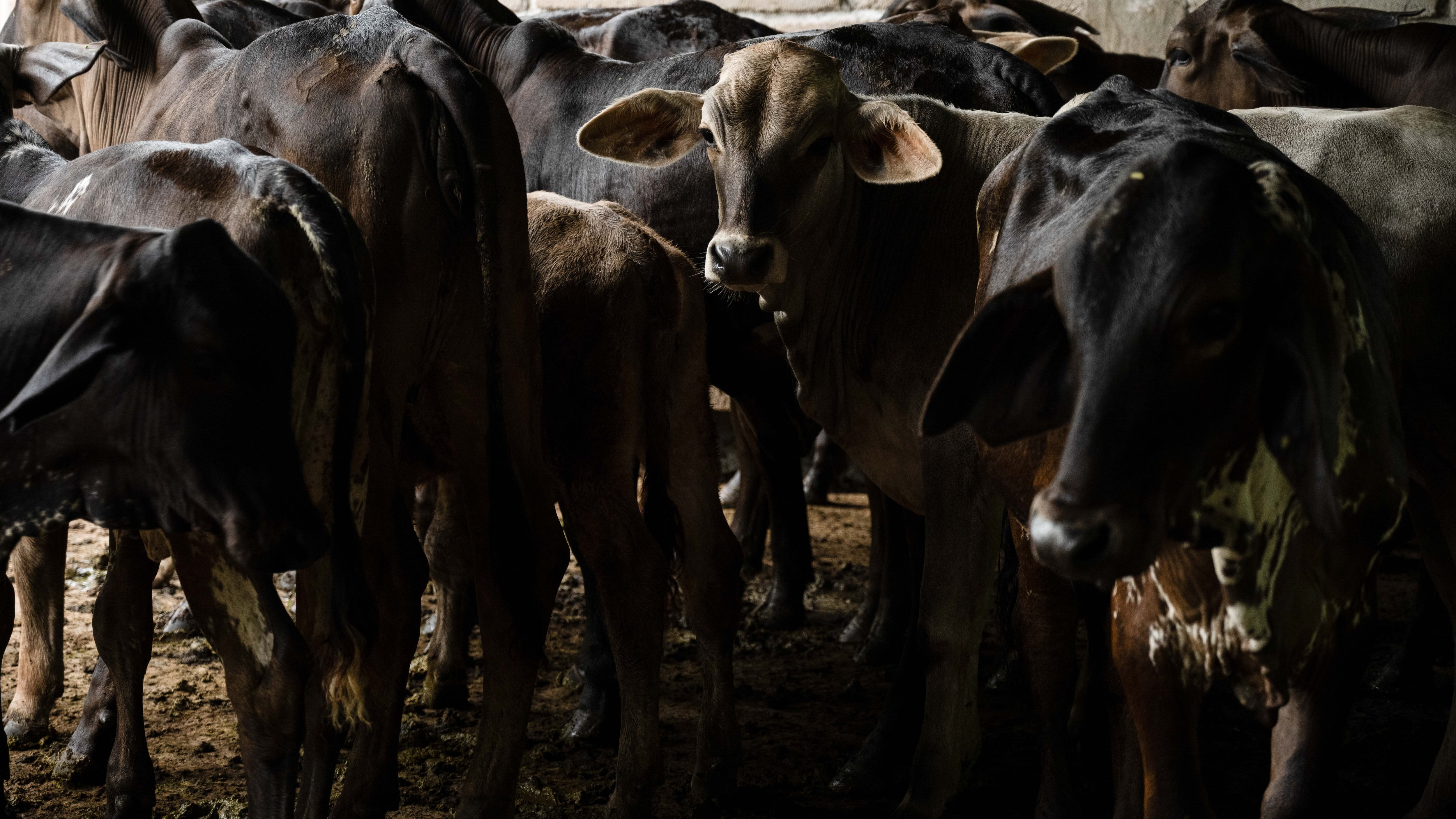La vaca infectada llegó procedente del sur de Veracruz.