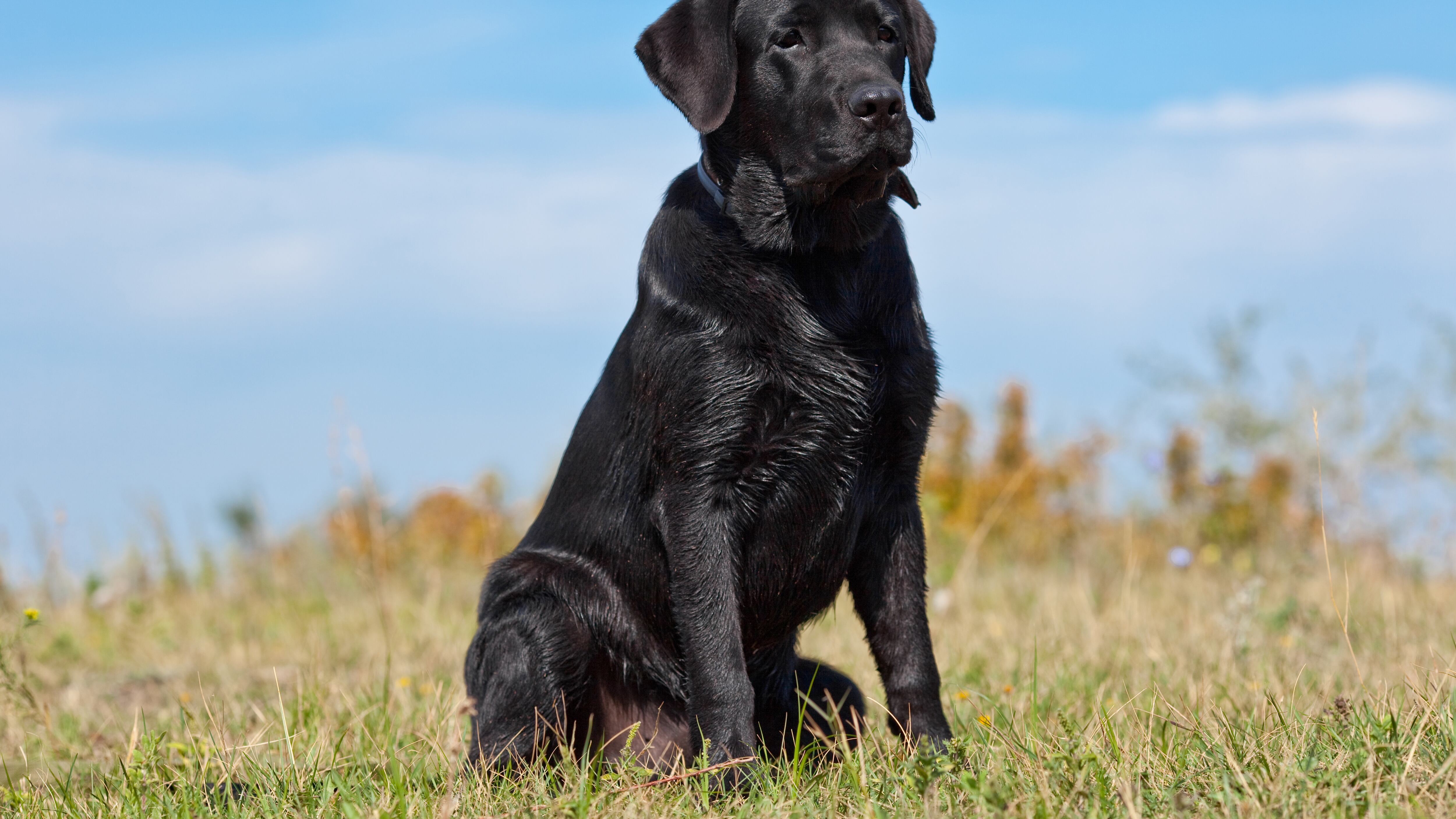 Los manifestantes indicaron que razas como la labrador, que trabaja como perro guía o rescatista, podría extinguirse por la obligatoriedad de esterilización.
