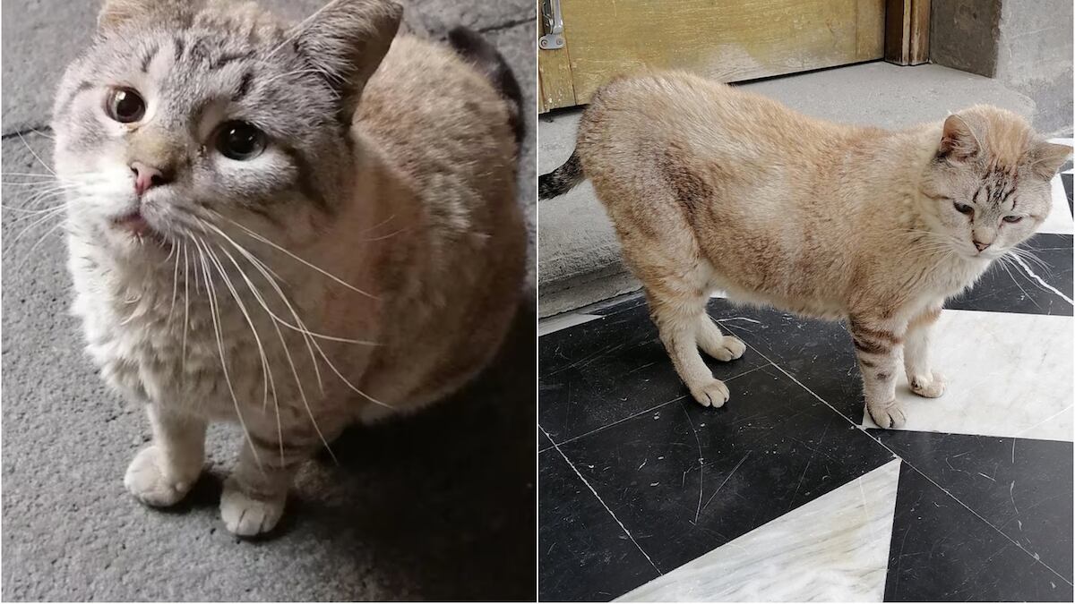 Es el "michi" más popular que habita Palacio Nacional. (@Castilloroman)