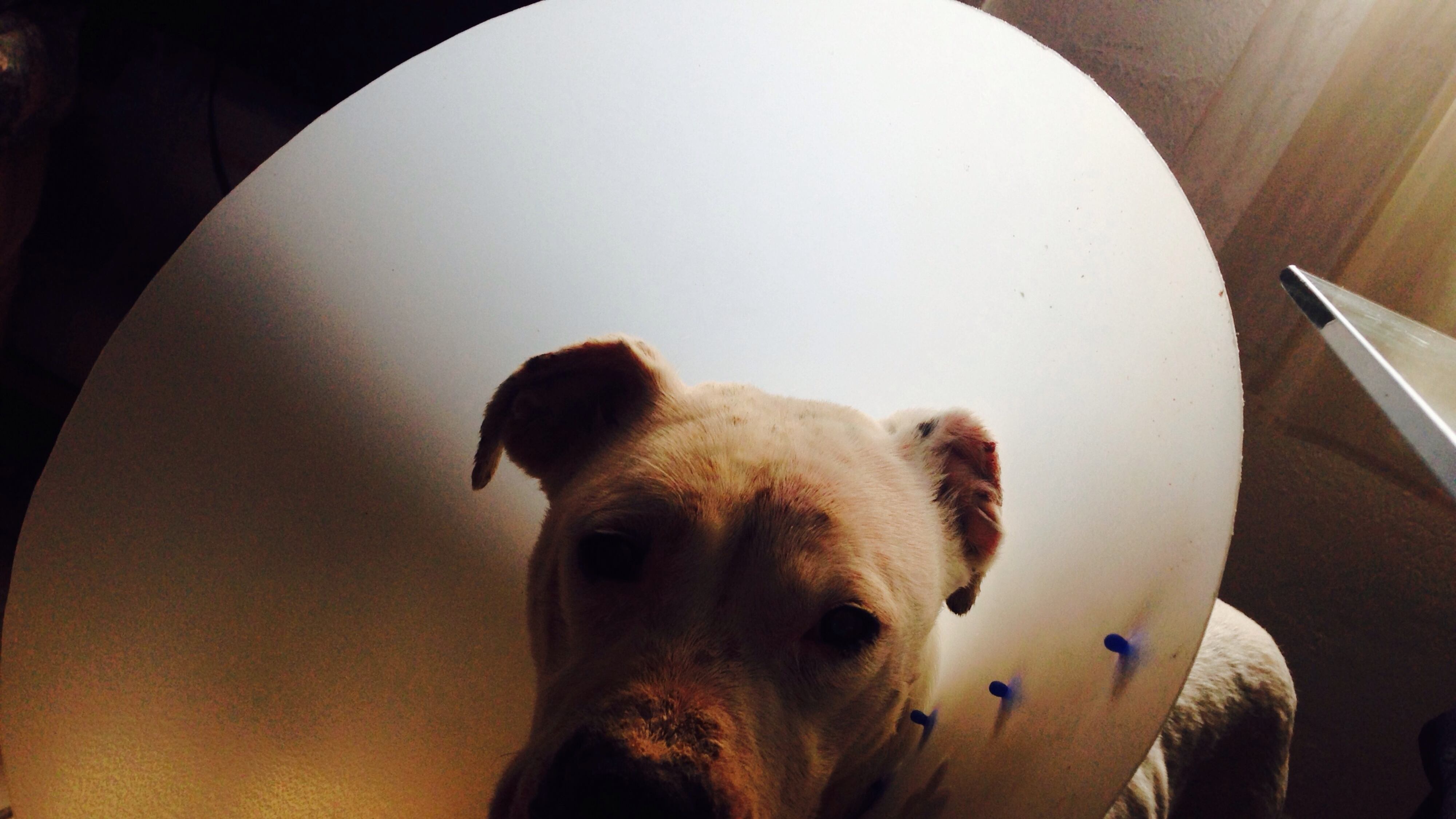 El perro atendido tiene cáncer (Dreamstime).