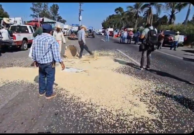 Agricultores precio del maíz
