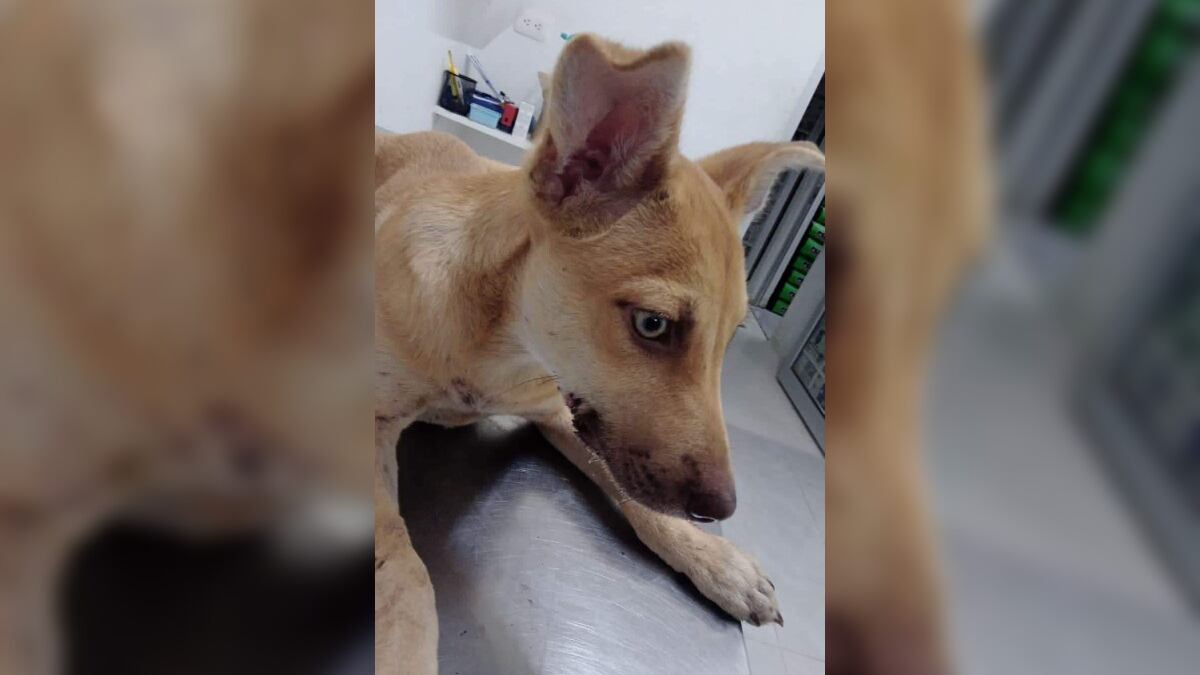 Las heridas que presentaba el perro ameritaron que se le trasladara a la Clínica Veterinaria Municipal de Escobedo.