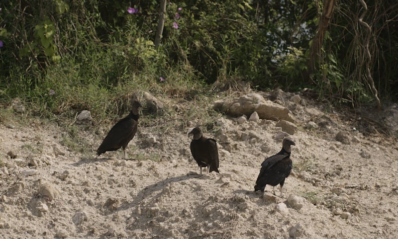 Película Monstruo de Xibalba