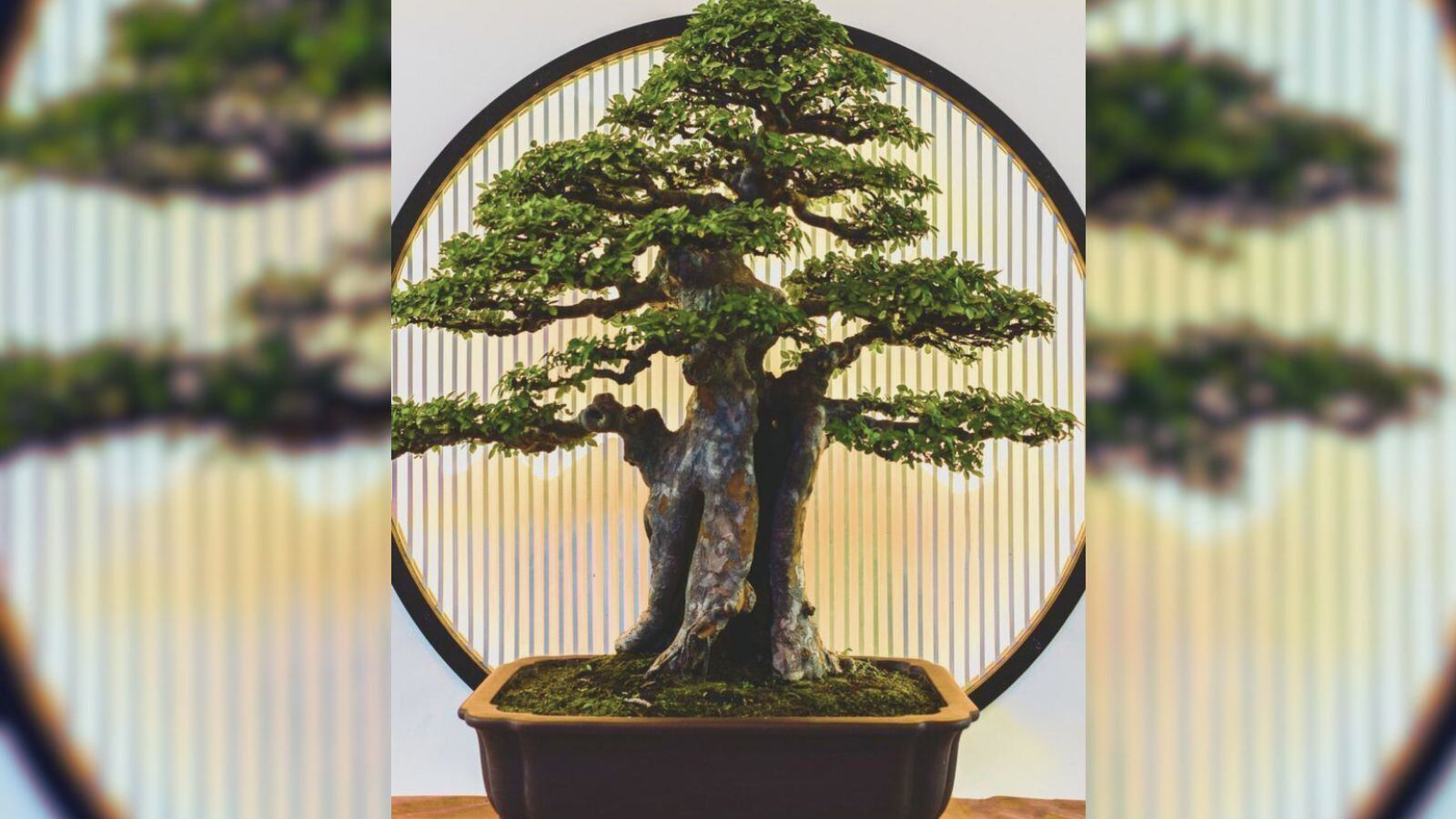 Realiza una limpieza energética y activa con estas plantas el Feng Shui de tu hogar