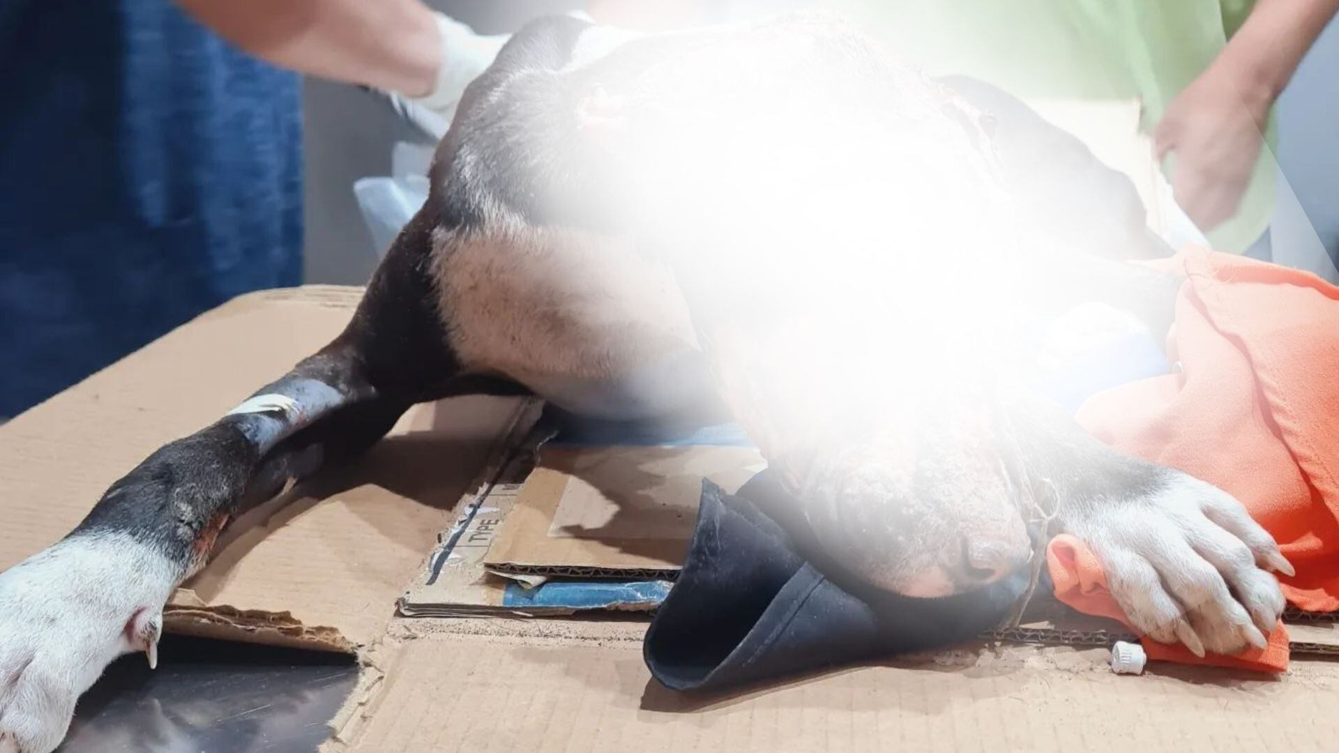 Se pensaba que la única opción para "Valentín" era dormirlo, el lomito se recupera en Mérida, Yucatán.